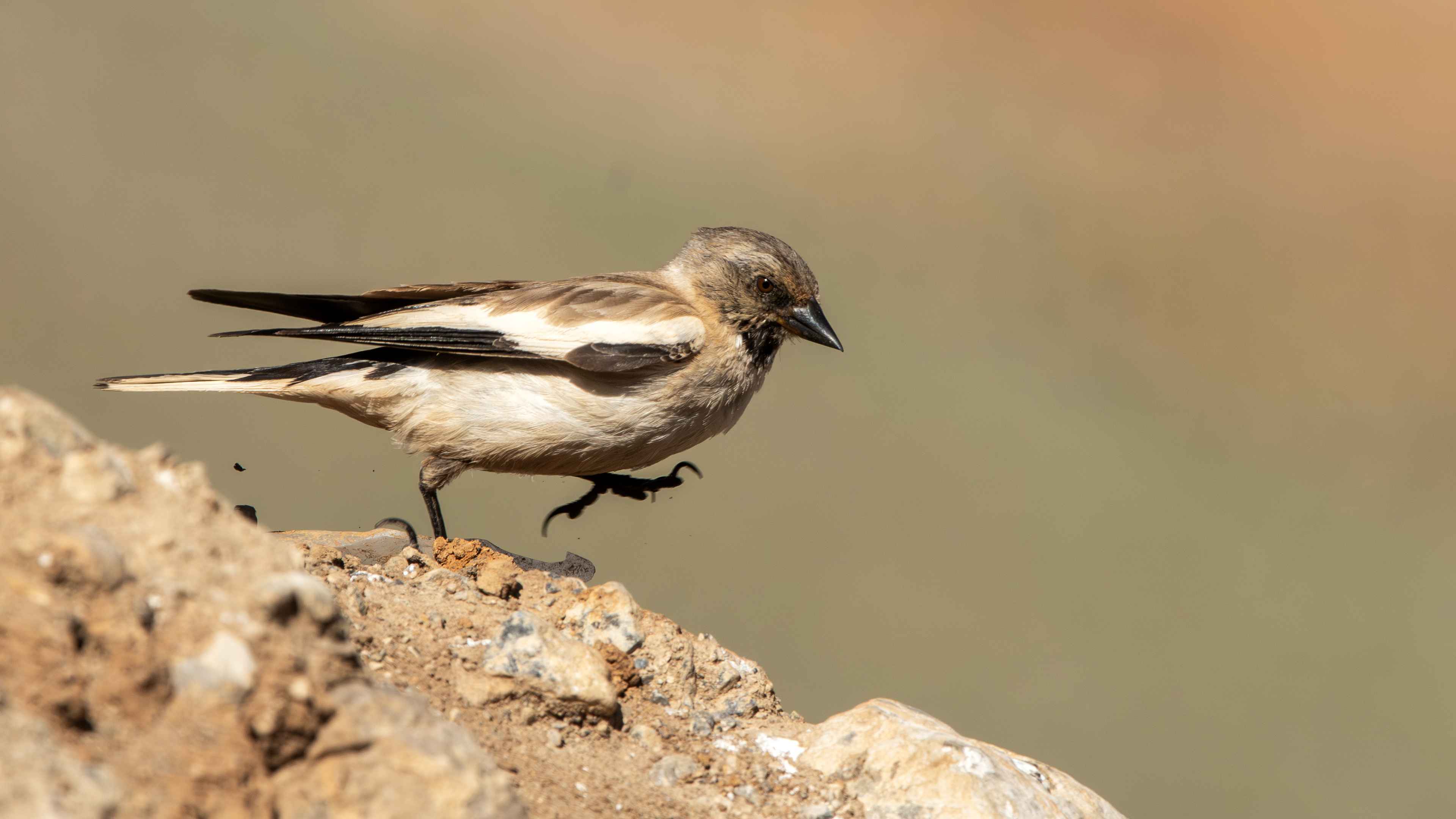 White-winged Snowfinch